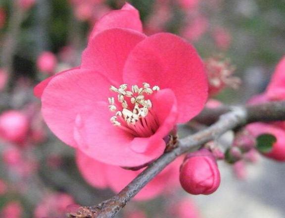 红梅花的花语是什么，澄澈的心和慈母般的爱