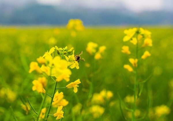 油菜花的花语是什么 油菜花代表什么意思(加油)