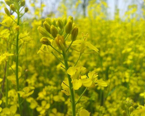 油菜花的花语是什么 油菜花代表什么意思(加油)