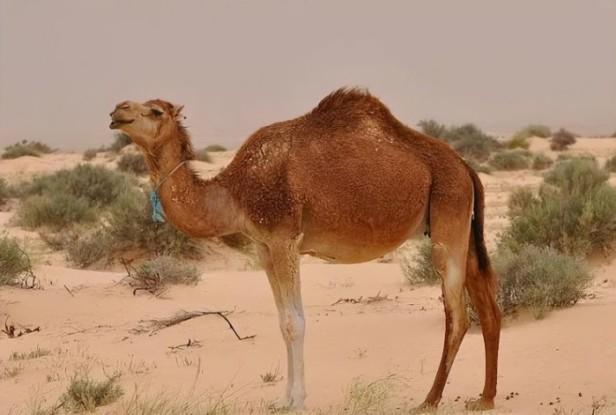 全球沙漠十大恐怖动物（盘点沙漠可怕不好惹十种的动物）