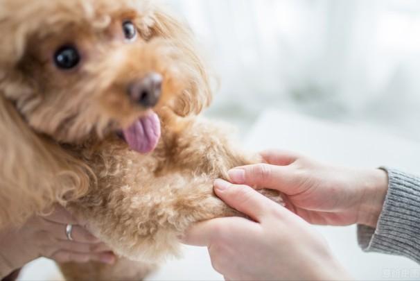 泰迪熊狗的寿命是多少？泰迪犬适合家庭生活吗？