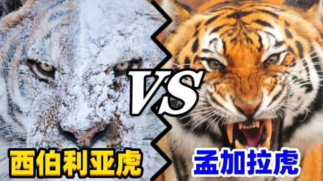 俄罗斯的西伯利亚虎vs孟加拉虎谁更厉害？