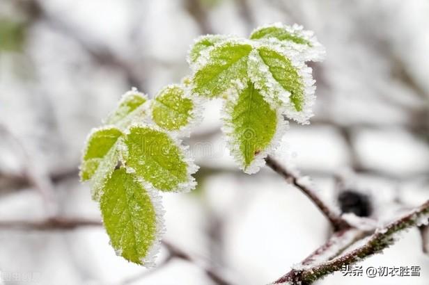 十月小雪节气的古诗有哪些（小雪明黄历，玩物似深秋）