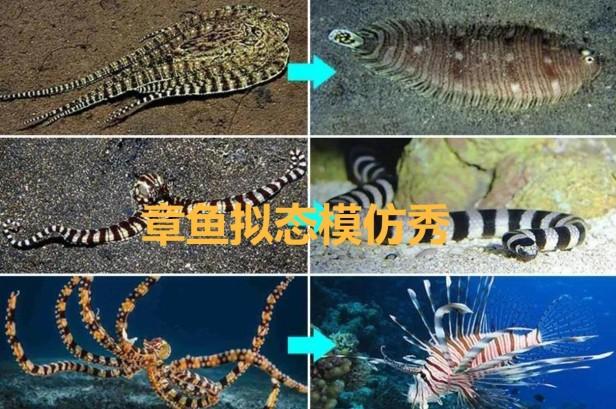 奇葩的章鱼是外星生物吗，为什么说章鱼是寒武纪时期的天外来客呢？