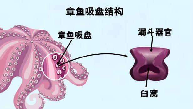 奇葩的章鱼是外星生物吗，为什么说章鱼是寒武纪时期的天外来客呢？