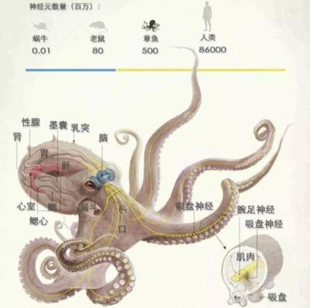 奇葩的章鱼是外星生物吗，为什么说章鱼是寒武纪时期的天外来客呢？