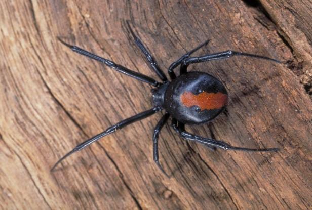 世界上最毒的蜘蛛排行榜前十（带你盘点世界上最毒的蜘蛛叫什么）