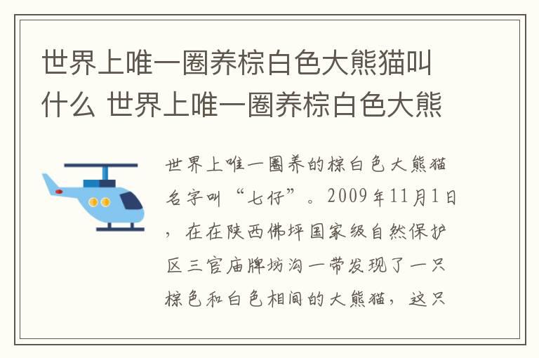 世界上唯一圈养棕白色大熊猫叫什么 世界上唯一圈养棕白色大熊猫叫什么名字