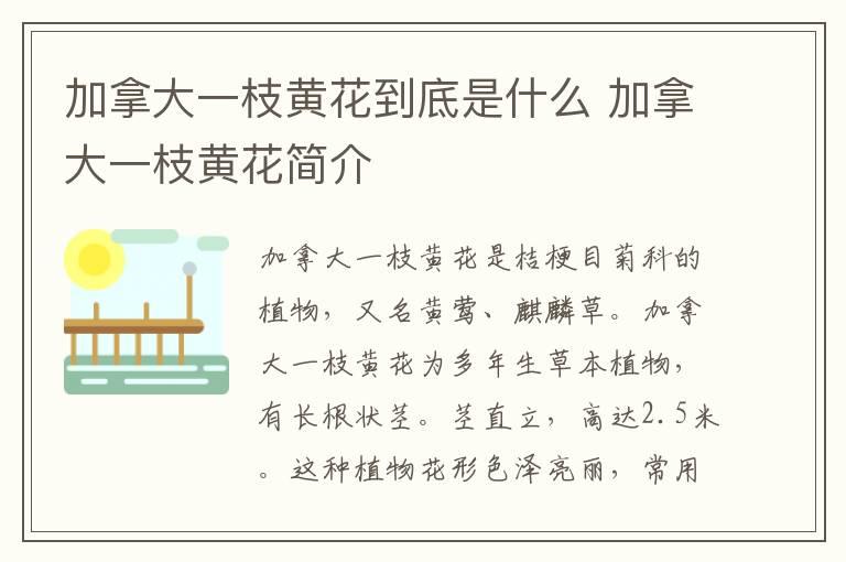 巴戟肉的功效与作用 巴戟肉的功效与作用是什么