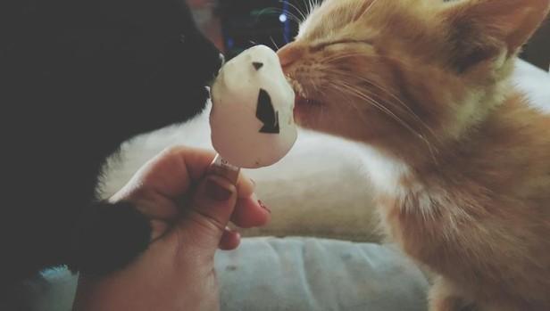 夏天猫咪可以吃雪糕吗（偶尔让猫咪舔一下是没有关系的）
