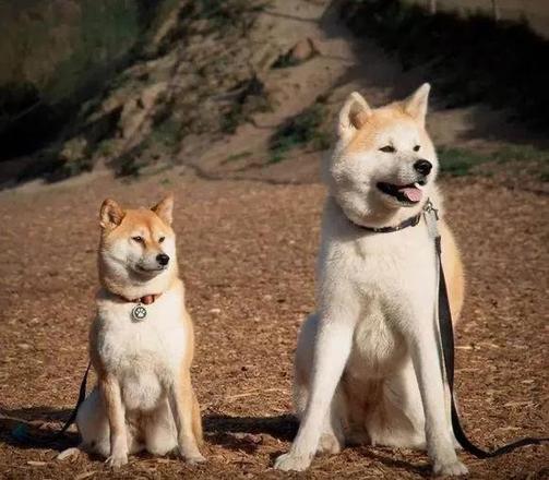 宠物柴犬跟秋田犬有什么区别（柴犬和秋田区别分析）