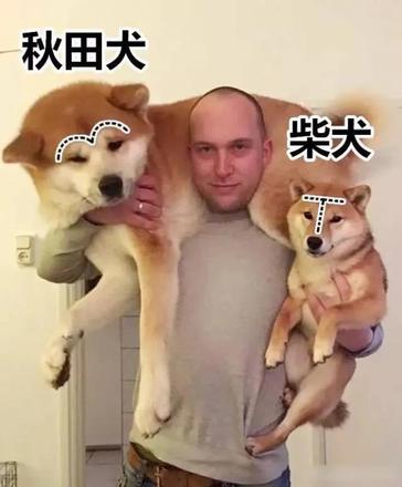 宠物柴犬跟秋田犬有什么区别（柴犬和秋田区别分析）