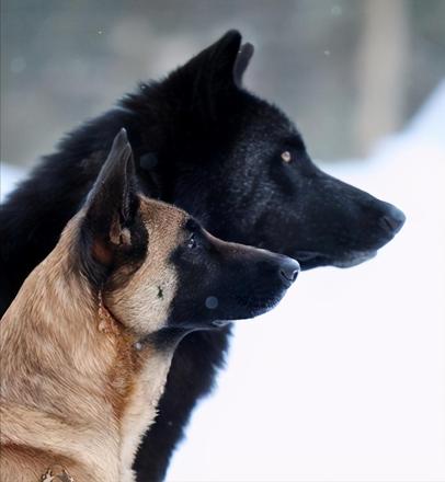 动物狗和狼的区别是什么（狼和狗共享99.8%的基因）