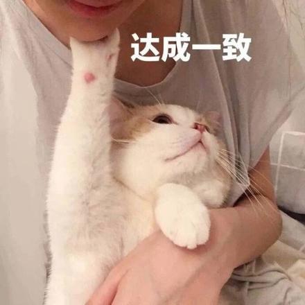 全球最温顺的5种猫你知道吗（目前最温顺的猫排名）