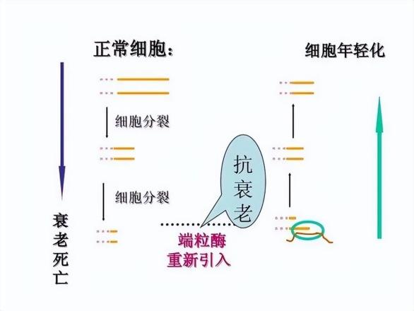 衰老的本质是什么原因？诺奖得主告诉你如何才能真正延缓衰老