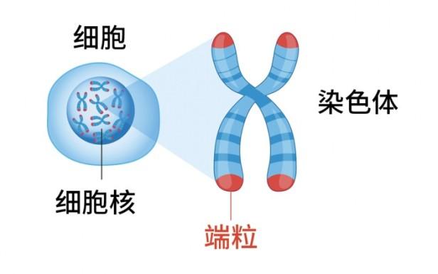 衰老的本质是什么原因？诺奖得主告诉你如何才能真正延缓衰老