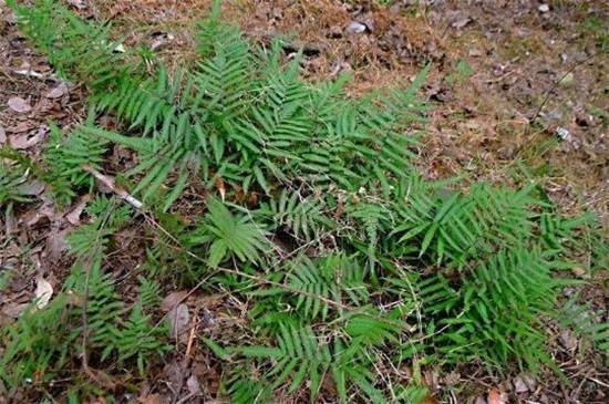 盘点不喜欢阳光的植物有哪些？带你了解完全不需要阳光的10种植物