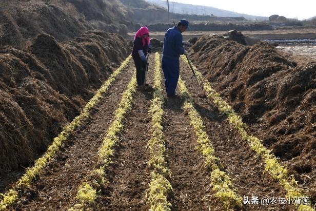 韭黄是怎么种植的？韭黄有哪些种植技巧和管理技术要点？