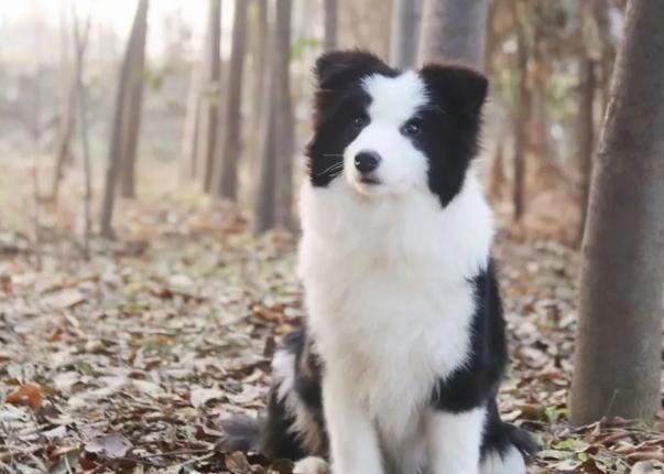 边牧犬多少钱一只幼崽（教你如何挑品相好的边牧犬）