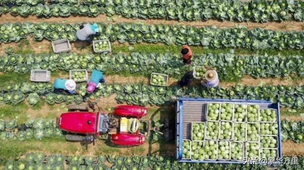 山东蔬菜产量为何稳居全国第一？山东省的蔬菜产量是多少？