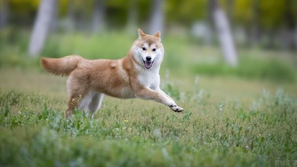 世界上最贵的犬种（世界上最受欢迎的13种昂贵犬种）