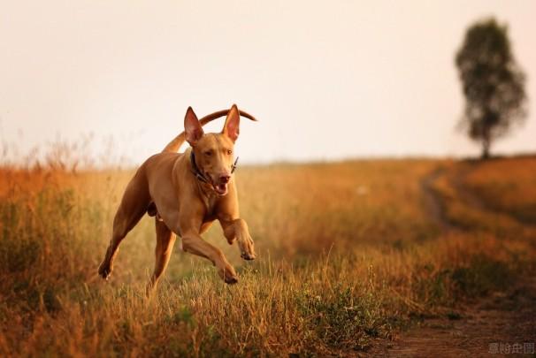 世界上最贵的犬种（世界上最受欢迎的13种昂贵犬种）