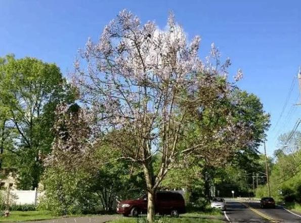 世界上生长最快的10种植物是什么：藻类上榜，竹子排第一