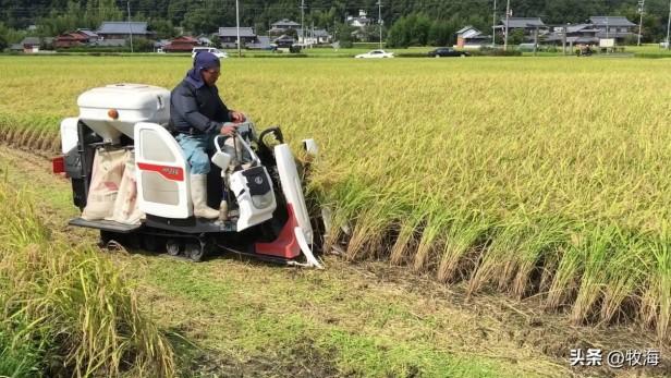 日本水稻亩产量是多少？日本水稻的平均亩产突破了700斤