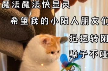 《抖音》转阴小猫梗是什么意思