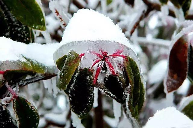 张家界冬天下雪吗