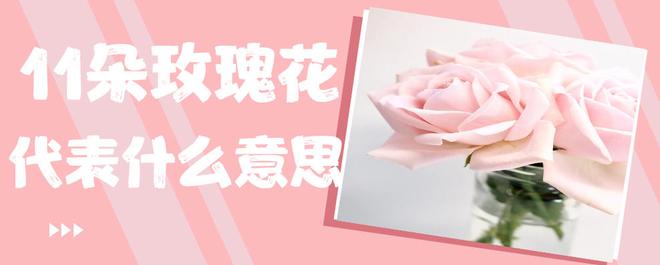 11朵玫瑰花代表什么意思