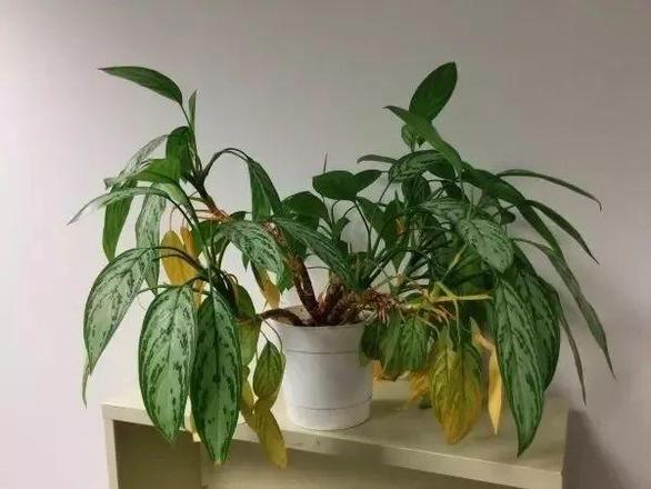 室内植物叶子发黄怎么办（家里的植物变黄的解决方法）