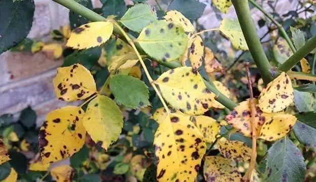 室内植物叶子发黄怎么办（家里的植物变黄的解决方法）