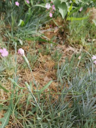 石竹花叶子枯萎怎么处理（石竹花夏天容易枯萎叶黄解决方法）