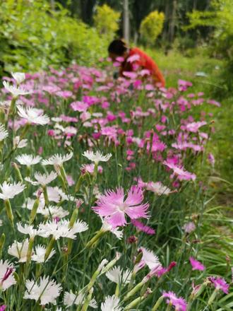 石竹花叶子枯萎怎么处理（石竹花夏天容易枯萎叶黄解决方法）