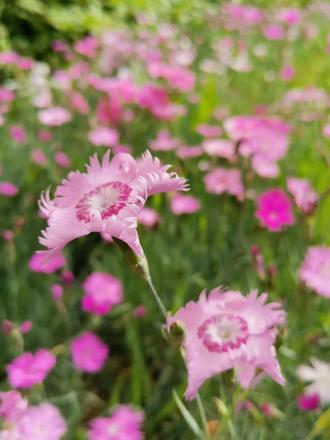 石竹花叶子枯萎怎么处理（石竹花夏天容易枯萎叶黄解决方法）