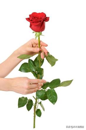 玫瑰的花语和寓意代表什么意思（玫瑰花的花语详情）