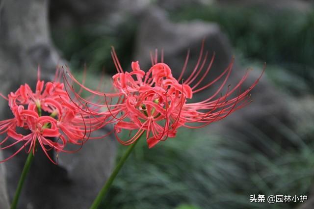 代表毁灭与重生的花(花语是双向救赎的花)