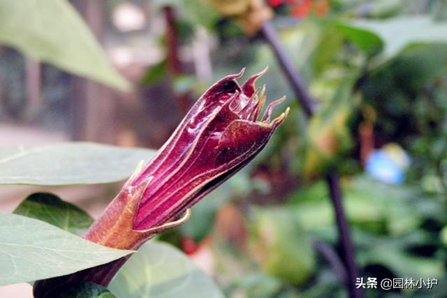 代表毁灭与重生的花(花语是双向救赎的花)