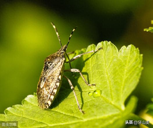 臭大姐会在屋里繁殖吗（臭鸽子虫养殖方法介绍）