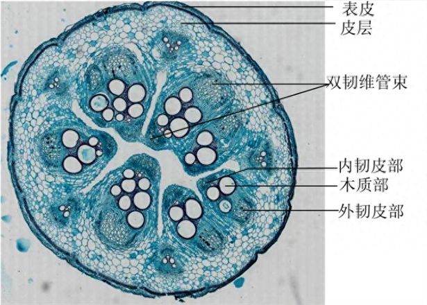 筛管和导管有什么区别（植物筛管和导管不同之处）