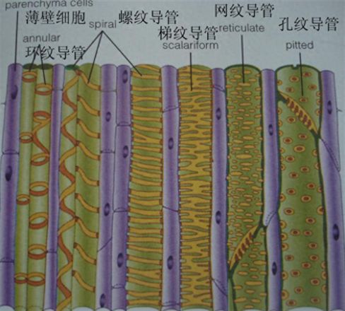 筛管和导管有什么区别（植物筛管和导管不同之处）