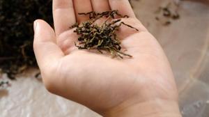 秋茶有哪些品种