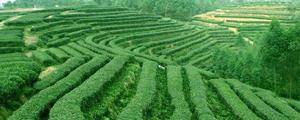 云南最早种植茶树的地区是