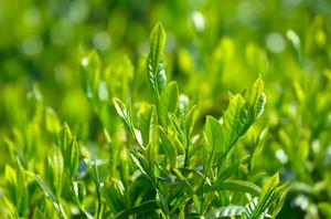 绿茶栽培技术
