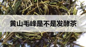 黄山毛峰是不是发酵茶？