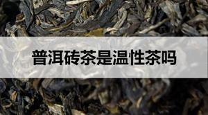 普洱砖茶是温性茶吗？