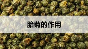 胎菊的作用有哪些？