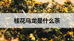 桂花乌龙是什么茶？