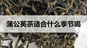 蒲公英茶适合什么季节饮用？